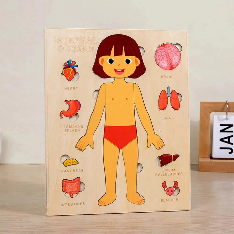 Quebra-cabeça Corpo Humano Educativo
